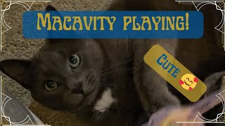 Macavity the cute cat playing with BERTIE'S ball of wool! #cutecat #catplaying #catsofyoutube