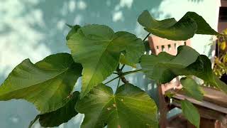 Dombeya Burgessiae Harga Sultan. Kenali Ciri Cirinya, Bedakan dg Natalensis