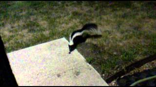 Skunk Encounter