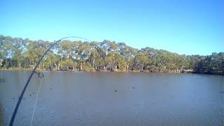 Wynn vale dam winter carp