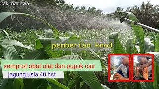 cara semprot ulat plus pupuk daun jagung umur 40hst #jagung #ulatfaw #pupukcair