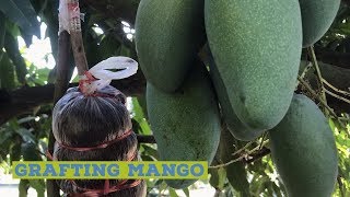 Mango Grafting Technique Video