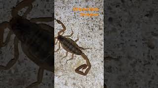 #shorts #oklahoma    Striped Bark Scorpion in the Swimming Pool from HELL