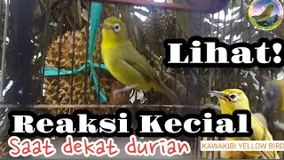 EFEK DURIAN!! KECIAL MAKIN GACOR RAJIN BUNYI