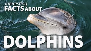 Interesting Facts about Dolphins