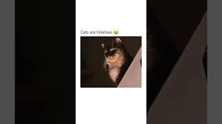 funny cats 😆😺🤣🐈 #shorts #oddlysatisfying  #funnycatvideos