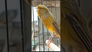 the sound of canaries trains young canaries