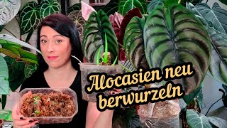 Alocasia neu berwurzeln | wie ihr sie retten und vermehren könnt.