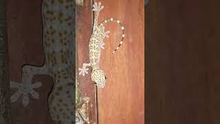 🦎A SMALL GECKO IN MY ROOM😲 SUB ME THANKS🙏