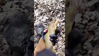 Catching Browns DURING the Run Off!! #shorts #subscribe #fish #browntrout #fishing #river #rapids