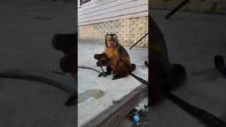 monkeying around