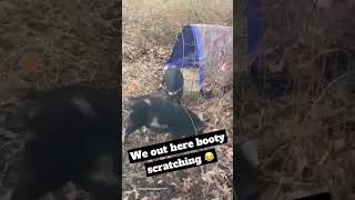 Pigs gotta itch #animal #funny