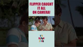 Flipper exposes the real thief! 🐬 #TVRerunClub #Flipper #Adventure