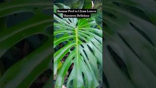 Banana Peel to Clean Leaves Monstera Deliciosa #shorts #beauty #monstera #indoorplants