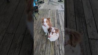 Synchronized roll overs 😆 Hope everyone has a fun weekend ❤️🐾 #shorts #australianshepherd #dog