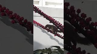 squirrel feeding on flower of umbrella tree