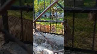 Puli urumuthu 🐯  Vandalur Zoo #tiger #savetigers #chennai #zoo #animals