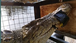 SETELAH DITANGKAP BUAYA RAKSASA INI DILEPAS DI DANAU TOWUTI LUWU TIMUR