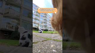 🇲🇽Mexican Orange Cat VS Dutch Cat🇳🇱 🙀 #cat #catcam #catpov #orangecat