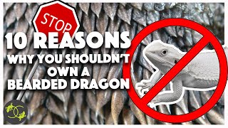 Why you shouldn't buy a Bearded Dragon - Cookies Critters