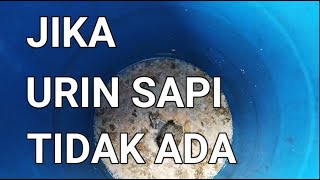 BUDIDAYA IKAN GURAME DI KOLAM BETON || JIKA URIN SAPI TIDAK ADA