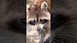 Facts about Raccoon #raccoon #animals #facts #wildanimals #wildlife #nature