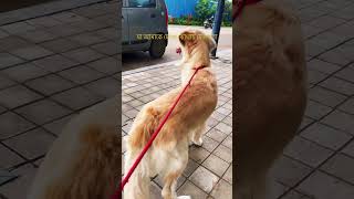 Golden retriever | Intensive Search For Her Mother # goldenretriever