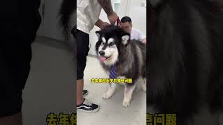 富贵：我要去玩耍了，医生哥哥抓紧时间别耽误正事 #pets #阿拉斯加 #阿拉富贵 #宠物生活 #狗