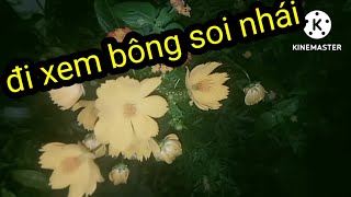 đi xem bông soi nhái nở vào ban đêm.