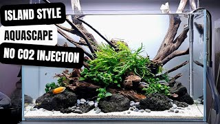 PERFECT FOR BEGINNERS TO AQUASCAPING | NON CO2 INJECTED PLANTED AQUARIUM