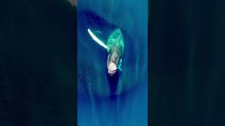 Rising from the depths! #awesome #whale #ocean #photography #shorts