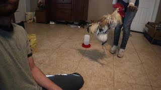 Friendly Rooster Daisy Hops for Treats