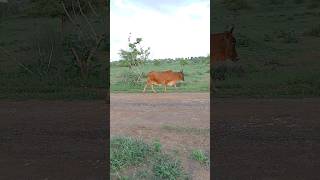 Cows in the Thar desert #ytshorts #cow #thar #animals #shorts