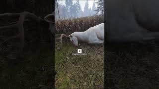 BIG ALBINO WHITETAIL DOWN!! #thehuntercotw #thehuntercallofthewild #shorts #thehunter