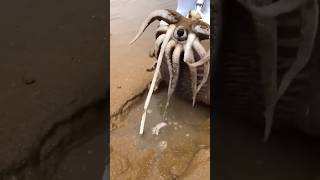 Animal Raro Encontrado en la Playa 😨