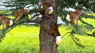 Good very happy from smart dudu baby monkey with BiBi his sister and mother visit to field