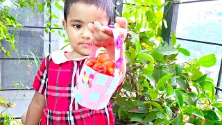 Fruit picking | Hand made miniature fruit basket | java apple picking #solace_studio