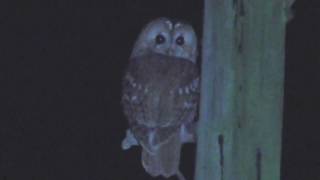 Tawny Owl Spotlighted  8