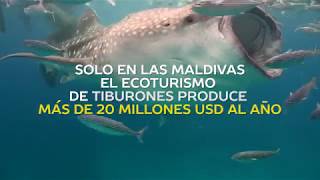 Los Animales Migratorios son Invaluables para la Humanidad - CMS COP12