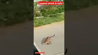 Leopard🐆 attack in India #youtube #animallover #animalshorts