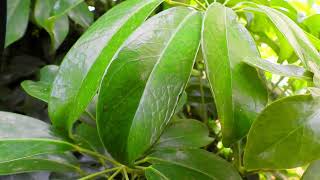 Closeup Plants