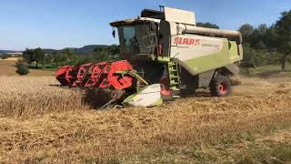 Class Lexion 530 beim Weizen Dreschen