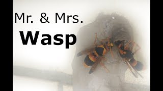 The Potter Wasps Labour of Love, and his fight to keep his lady.