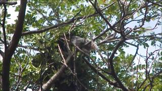 Variegated Squirrel building nest | Sciurus variegatoides