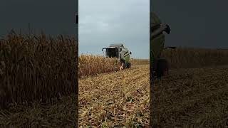 Claas Tucano 440 Żniwa kukurydzy 2024 ! Harvest Corn In Poland !