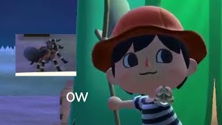 moth and tarantula teaming up to kill me in animal crossing new horizons