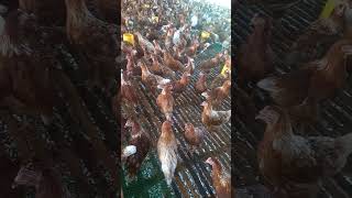 pullet aham petelur singkawang  #kalimantan #singkawang #cr7 #indonesia