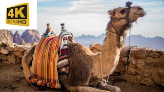 Deserts of  Egypt Animal of the Sand