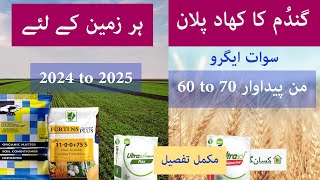 Fertilizer plan for wheat crop 2024 to 2025 | Potential yield 60 to 70 Mann | Kissan Ghar | price