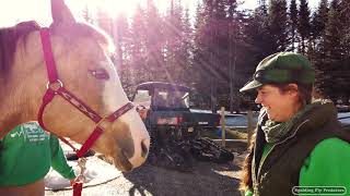 Assessing Mild Lameness In A Horse With Equine Vet Doc Jenni